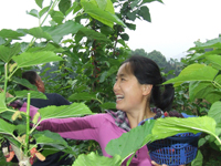 ����ɣ�ر����� ���ֲ�ժ����ʱ