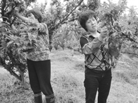 ��һ��������һ�� ����ʵ�С��ƻ�������