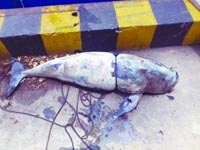 ����̫�ָ�������������