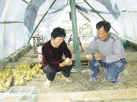 ��������ˮ����Ѽ������