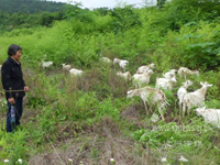 ��̬������ũ����