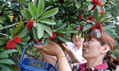 ��÷��ɽ��