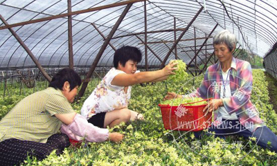 ʯ������ ���µ��ϳ����ƽ�