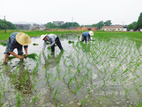 ���嵥�������߲�