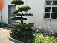 ɽ����ũ �������¼��辰