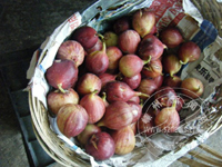 �ֵ��޻���Ʒ����