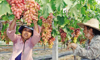 ��̬������ָ�� ���гɷ羰