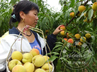 ��Ʒ���ù�ũ������ͷ