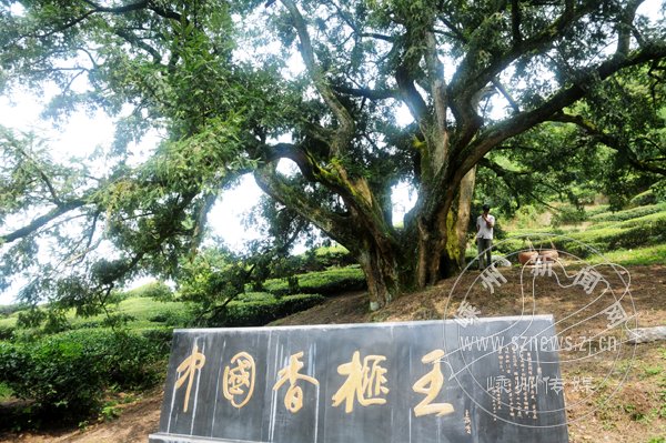 ���й����������ժ  ����Ԥ�ƽ�8��Ԫ