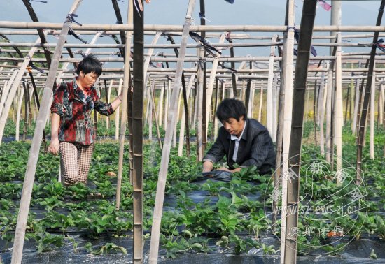 ��ݮ��������ʱ