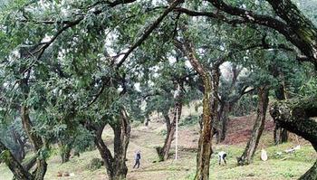 ������鼲�ҵ��չ