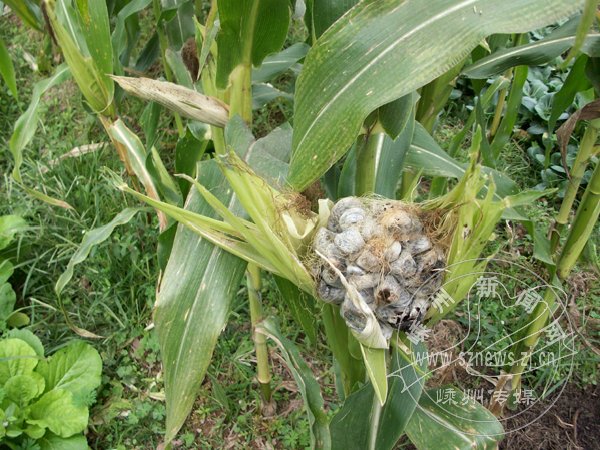 һ�����װ�����40�������������