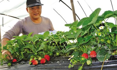 ��ݮ�����м۸��е��