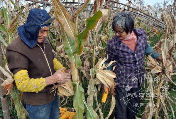 �������ֵز���