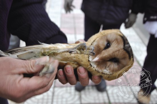 һֻ����èͷӥ�ľȻ�����