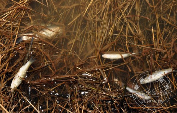 ������Ͷ�� ʵ��̫���� ˭����Ϊ��