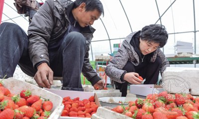 ��ѧ��ֲ��ݮ�� 