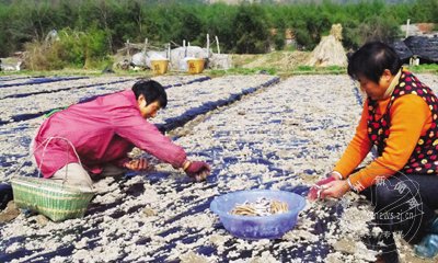 �����塰�̡�æ