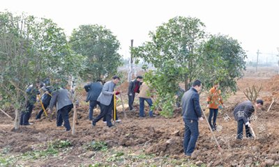 ��չ����ֲ�� ����ɭ������