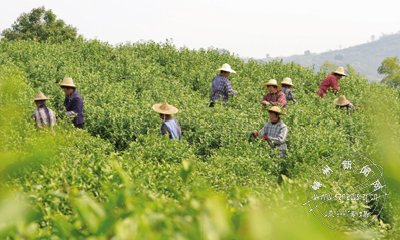 ��ժ��ǰ��