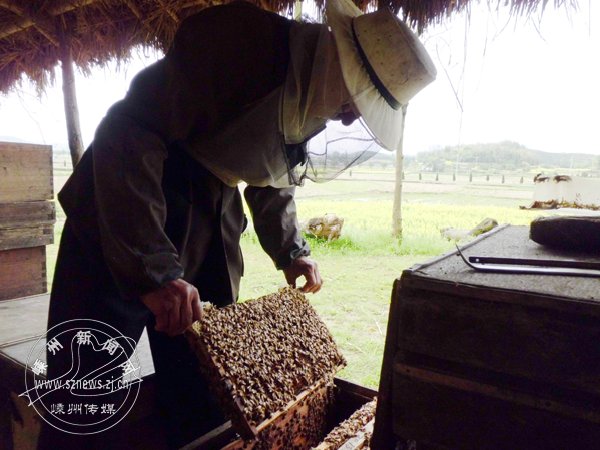 �ڰٻ�ʢ�ŵļ����ջ�����