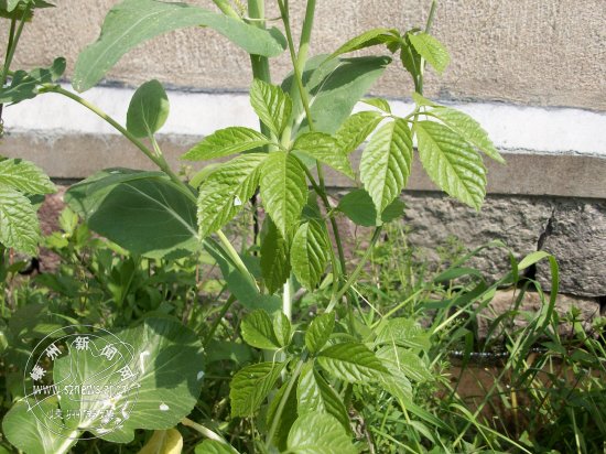 ������һ��ʹ��� ��������Ҷ��