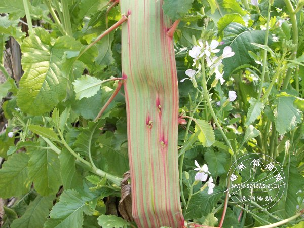 �棡�ܲ�������Ƥ��