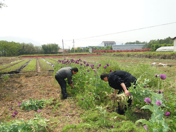 �й����ֳ����ɳ����������183��