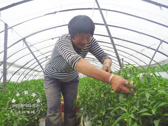 С������ժӭ����