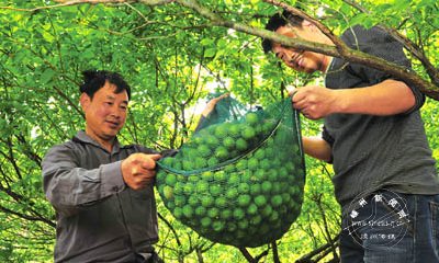 ��÷��������