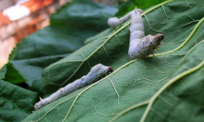 ���������㡿���Ĳϱ���