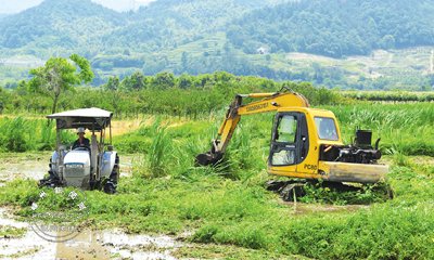 �����Ӳݵ� ������ʳ����