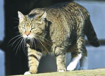 Ӣ�����󳼰�è���ͻ�����ɼ��