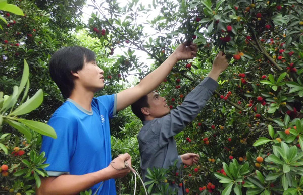 ��÷��ɽ�� ���˲�ժ��