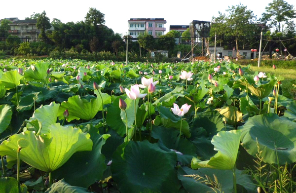 �ɻ�ʢ�� �������������