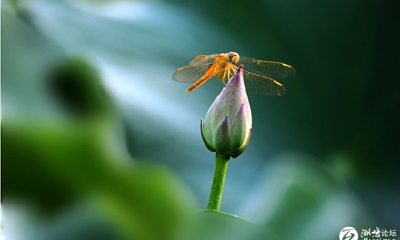 ���������㡿С�ɳ�¶