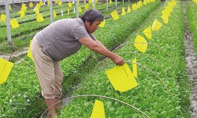 ���ư塱ɱ��ȷ���߲���ɫ�޹���