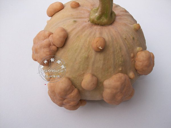 �����Ϲ���������ϡ��