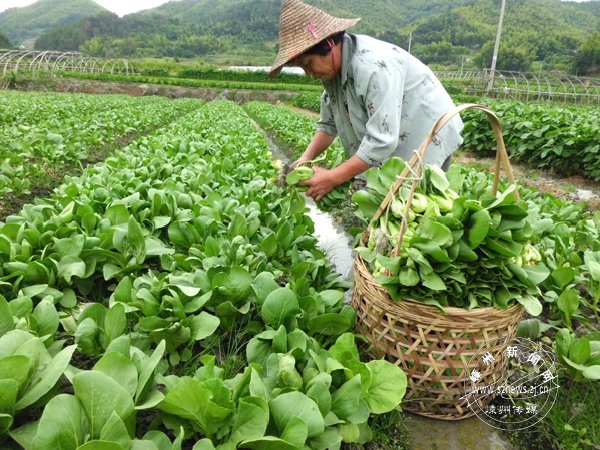 ������ �߲�Ҳ�Ρ�ͼ��