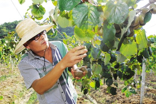 ���ɺ� ��˶�� ����֦ͷ