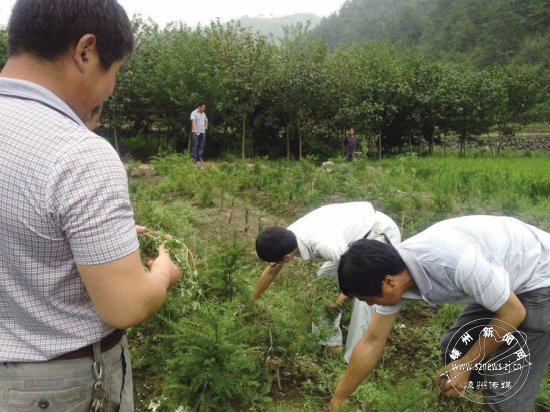 �Ƽ���Ա�ֳ�ָ����鼹���