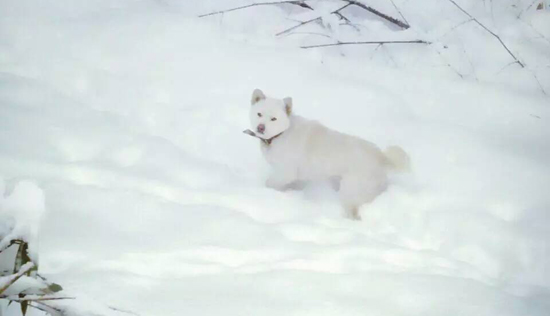 �ȴ��ˣ�������ѩ�ԱȰ�