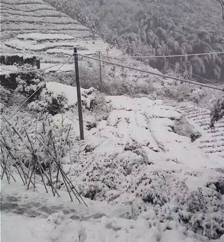 ���ִ���ѩ��