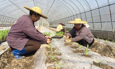 �������������æ