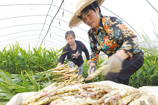 ʯ��۽�����ʡ����