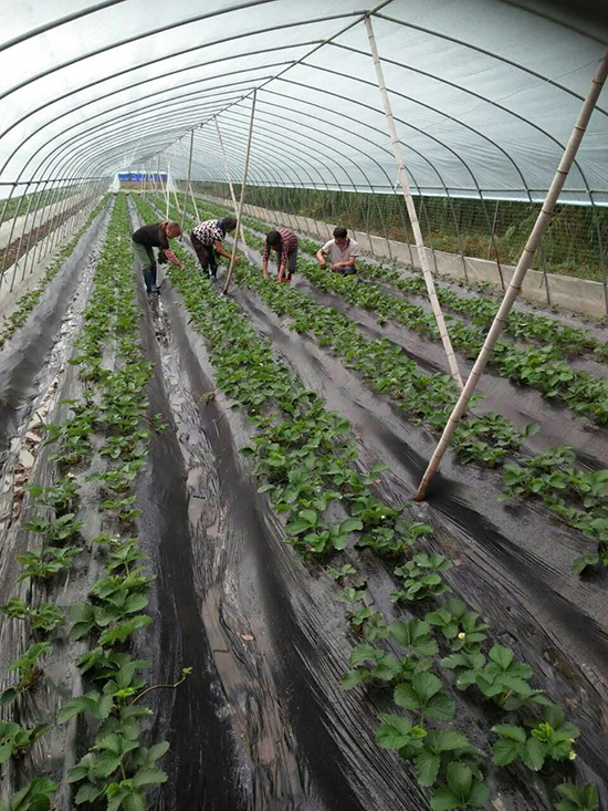 ��ݮ��������