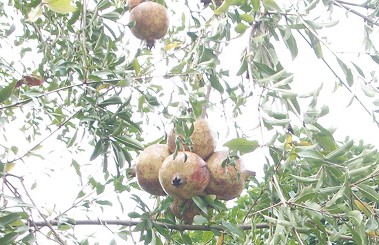 ʯ�����Ͻ��������̥��