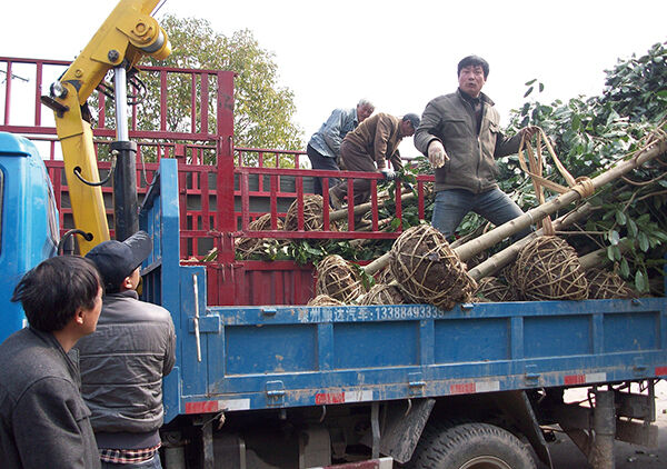 ��ľ����ӭ�����족