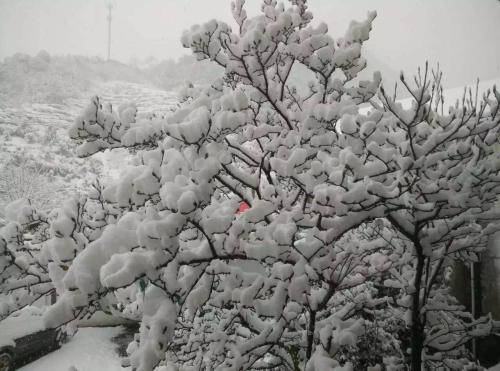 ����ѩ������ͼ��